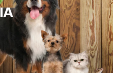 Roka Pet Photography