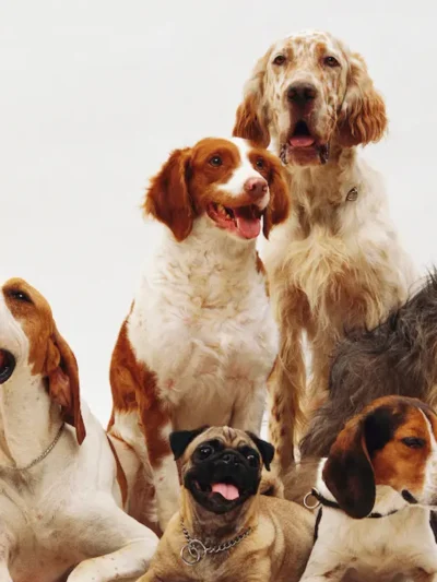 Pet Clubs & Organisations