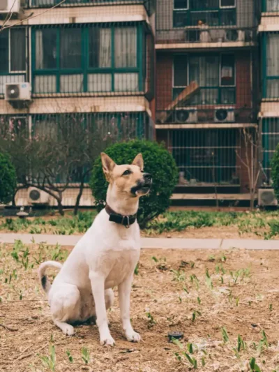 Pet Lost & Found