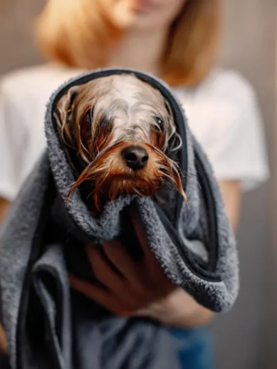 Pet Grooming & Washing