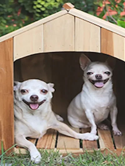 Pet Boarding Kennels
